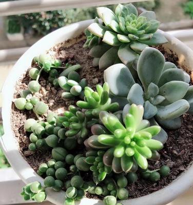 什么花代表多情？揭秘花语背后的浪漫含义？