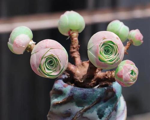 什么花代表多情？揭秘花语背后的浪漫含义？