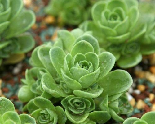 什么花代表多情？揭秘花语背后的浪漫含义？