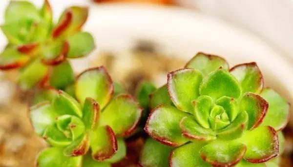 什么花代表堕落的花语？揭秘堕落花语的花卉种类？
