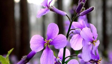 什么花代表分离的花语？了解分离含义的花卉有哪些？