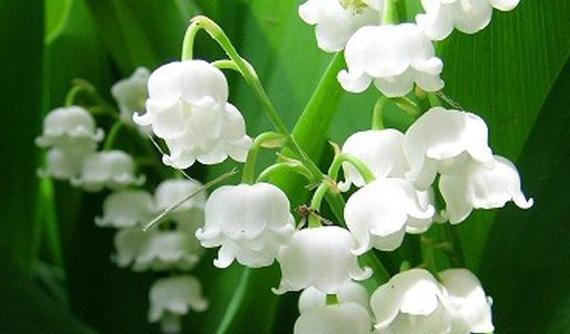 什么花的花语代表分手？了解分手花语的含义是什么？