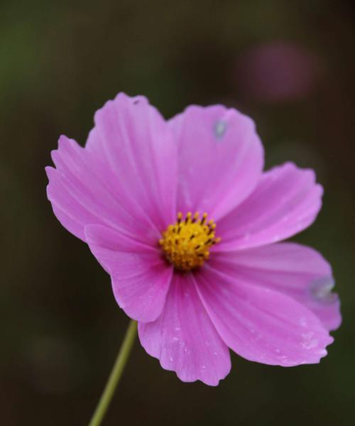 什么花代表奋斗精神？花语中奋斗的花有哪些？