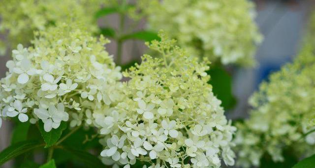 什么花代表复仇的花语？揭秘复仇花语的含义是什么？