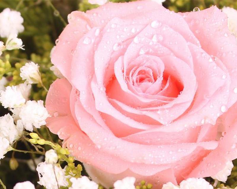 什么花代表感恩感谢？花语中表达感谢的花卉有哪些？