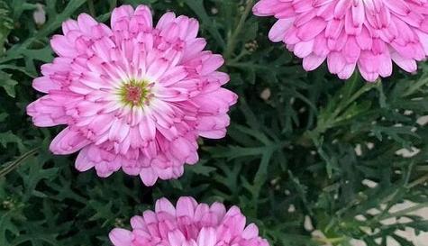 什么花代表感谢遇见你？花语中表达感谢的花卉有哪些？