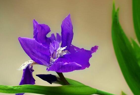什么花的花语代表孤傲？揭秘孤傲之花的含义是什么？