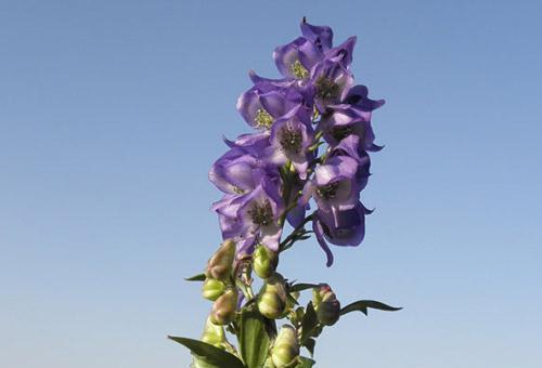 什么花的花语代表孤傲？揭秘孤傲之花的含义是什么？
