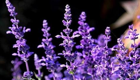 什么花的花语代表孤独？了解孤独之花的含义是什么？