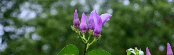 什么花的花语代表孤独？了解孤独之花的含义是什么？