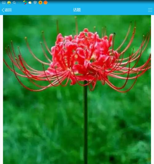 什么花的花语代表孤独和迷茫？