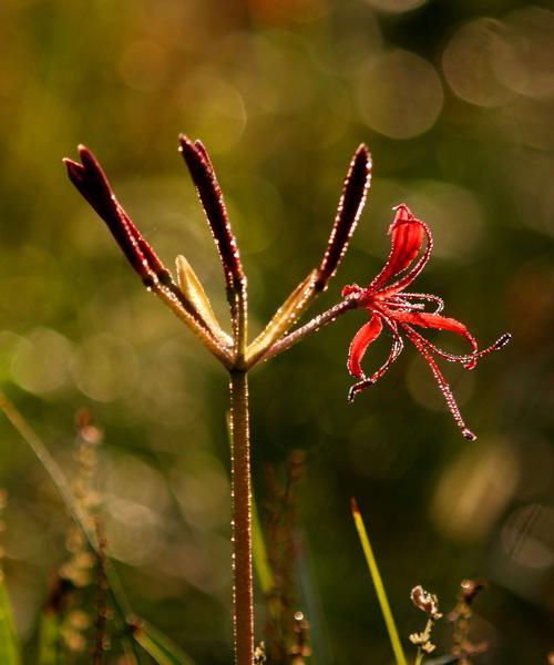 什么花的花语代表孤独和迷茫？