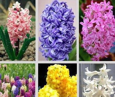 什么花代表害羞的花语？如何用花卉表达羞涩情感？