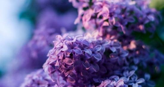 什么花代表好久不见？花语中表达重逢的花卉有哪些？