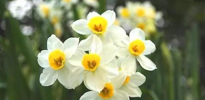 什么花代表思念？揭秘花语中的“好想你”含义是什么？