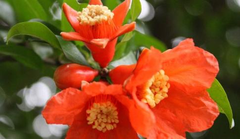 什么花代表思念？揭秘花语中的“好想你”含义是什么？