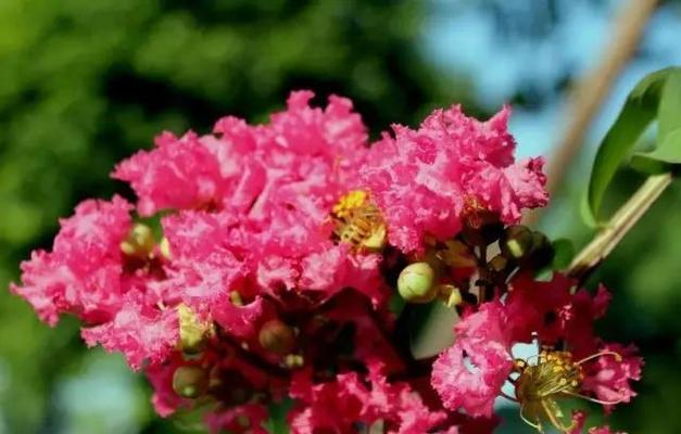 什么花代表好运？揭秘带来好运的花卉花语是什么？