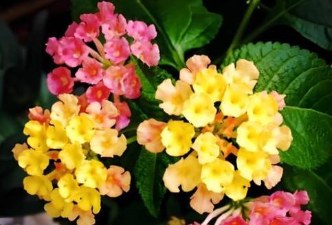 什么花代表好运？揭秘带来好运的花卉花语是什么？