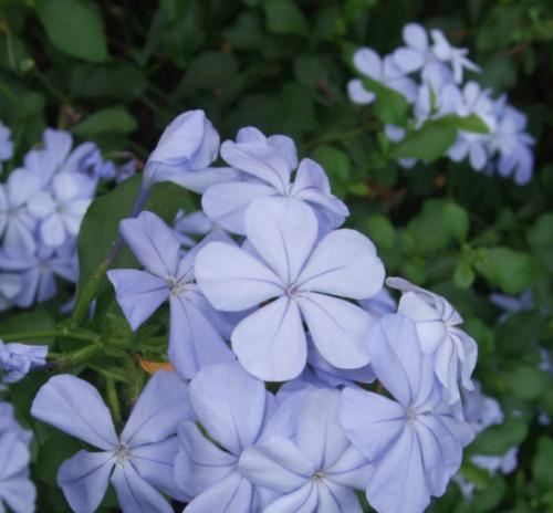 什么花象征着好运气？揭秘带来好运的花卉花语是什么？