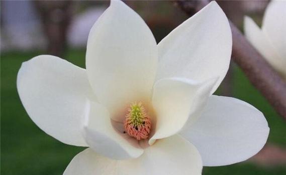 什么花代表和平？揭秘花语背后的含义！