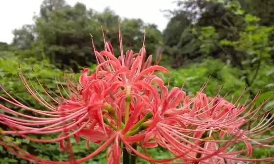 什么花的花语代表黑暗？揭秘花语中的神秘之花