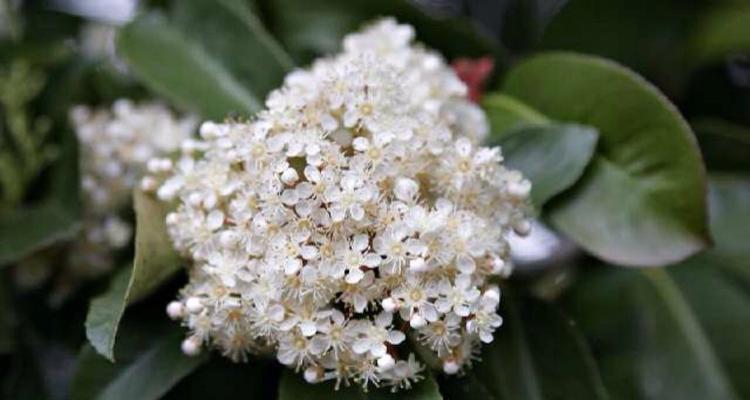 什么花代表黑夜中的光明？花语中有哪些花象征着希望？