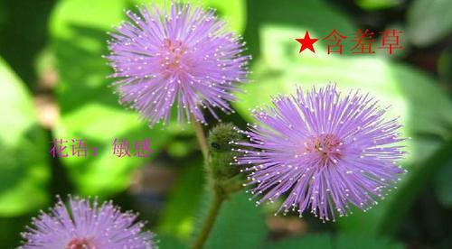 什么花代表幻想？揭秘花语背后的秘密含义？