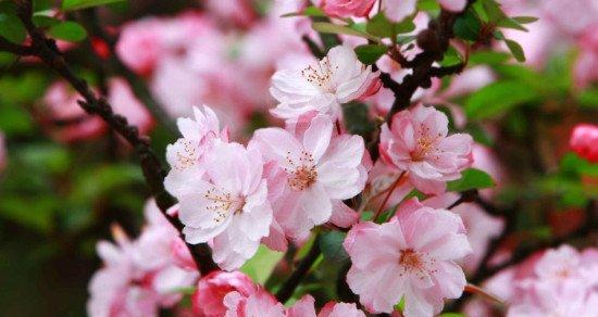 什么花代表幻想？揭秘花语背后的秘密含义？