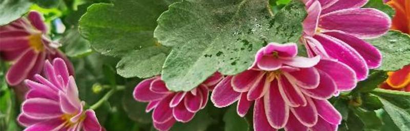 什么花的花语代表谎言？揭秘花语背后的含义？