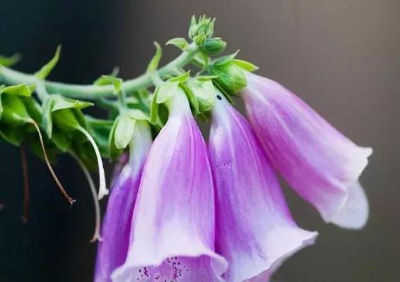 什么花的花语代表谎言？揭秘花语背后的含义？
