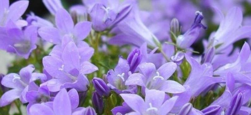 什么花代表回忆？揭秘花语背后的含义是什么？
