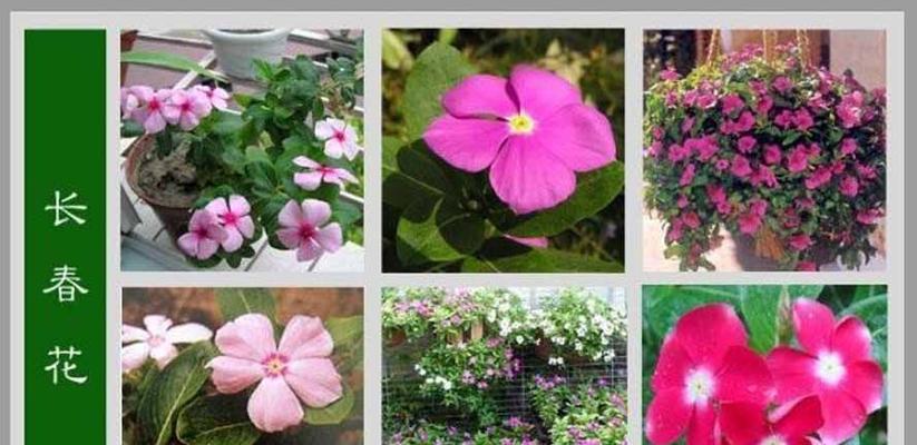 什么花代表回忆？揭秘花语背后的含义是什么？