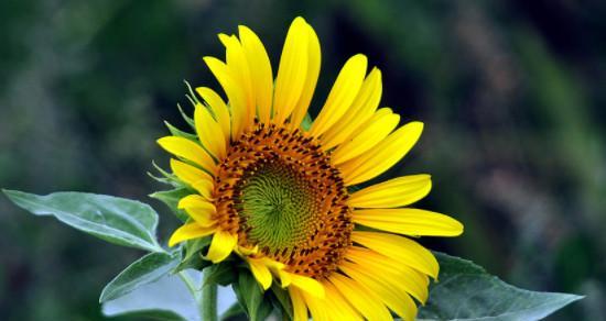 什么花代表生命和希望？花语中活着的含义是什么？