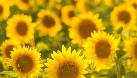 什么花代表鼓励和加油？花语中哪些花象征着正能量？