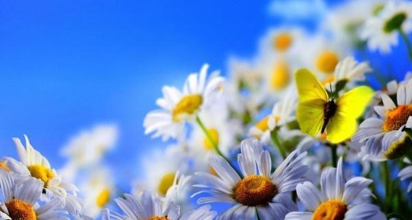 什么花的花语代表结束？揭秘象征结束的花卉及其含义？