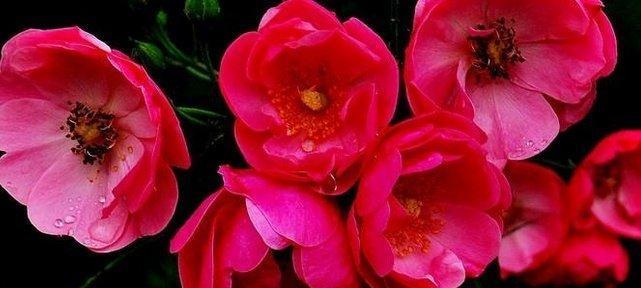 什么花代表爱情的结束？揭秘花语背后的含义？