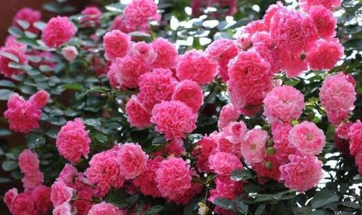 什么花代表爱情的结束？揭秘花语背后的含义？