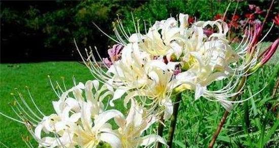 什么花代表解脱的花语？如何用花卉表达释放情感？
