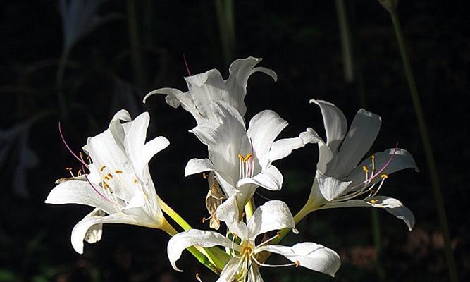 什么花代表解脱的花语？如何用花卉表达释放情感？