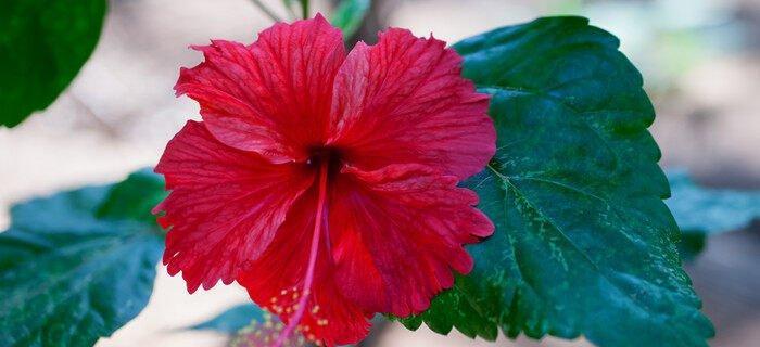 什么花代表解脱的花语？如何用花卉表达释放情感？