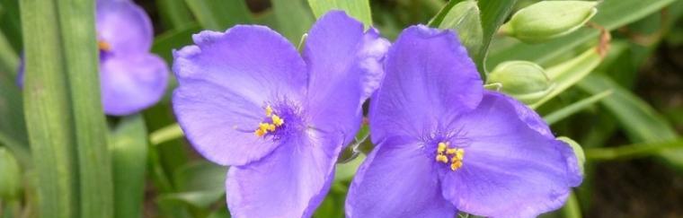 什么花代表愧疚？花语中愧疚的花有哪些？