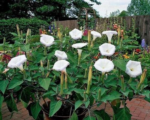 什么花代表乐观的花语？了解乐观花语的花卉有哪些？