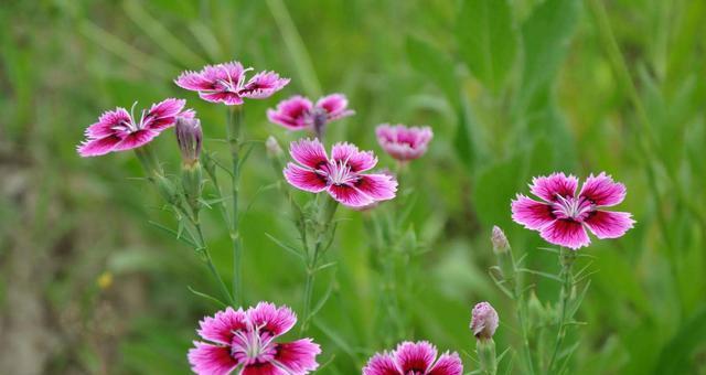 什么花代表乐观的花语？了解乐观花语的花卉有哪些？