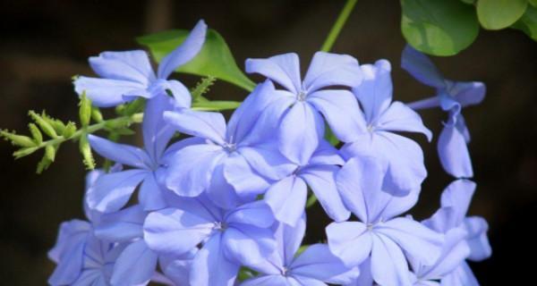什么花代表冷漠的花语？了解冷漠花语的花卉有哪些？