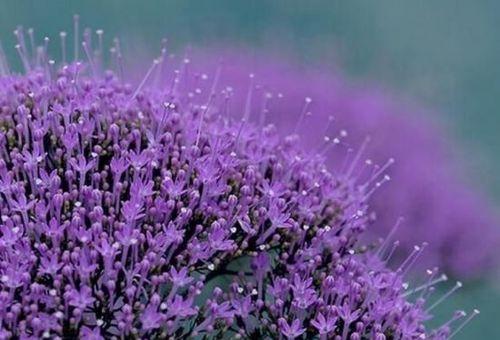 什么花代表冷漠的花语？了解冷漠花语的花卉有哪些？
