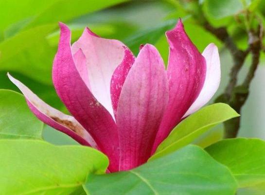 什么花代表冷漠无情？花语中有哪些表达冷漠的花卉？