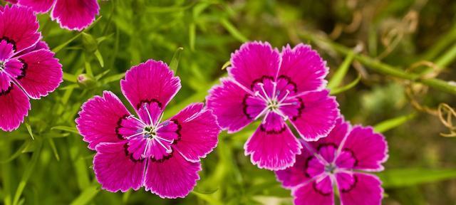 什么花代表冷漠无情？花语中有哪些表达冷漠的花卉？