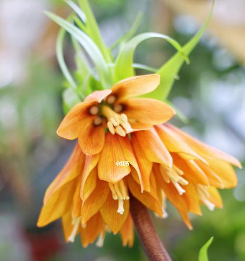 什么花代表冷漠无情？花语中有哪些表达冷漠的花卉？