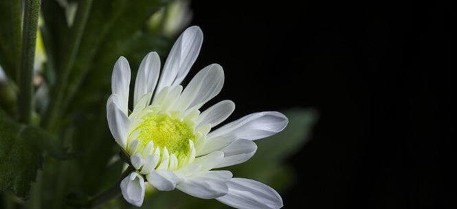 什么花代表离别？揭秘花语中的告别之花