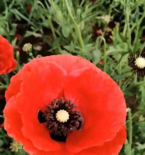 什么花代表离别？揭秘花语中的告别之花